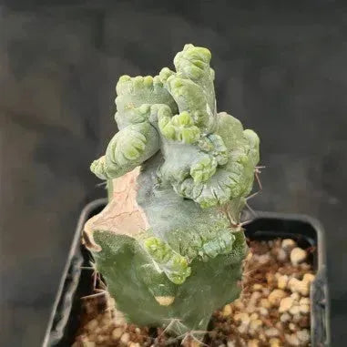Myrtillocactus geometrizans  crestada “CV.ELITE” forma minima INJERTADO