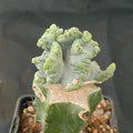Myrtillocactus geometrizans  crestada “CV.ELITE” forma minima INJERTADO
