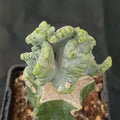 Myrtillocactus geometrizans  crestada “CV.ELITE” forma minima INJERTADO