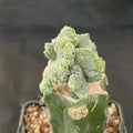 Myrtillocactus geometrizans  crestada “CV.ELITE” forma minima INJERTADO