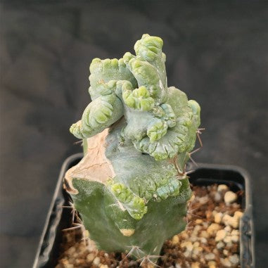Myrtillocactus geometrizans  crestada “CV.ELITE” forma minima INJERTADO