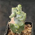 Myrtillocactus geometrizans  crestada “CV.ELITE” forma minima INJERTADO