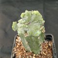 Myrtillocactus geometrizans  crestada “CV.ELITE” forma minima INJERTADO