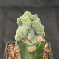 Myrtillocactus geometrizans  crestada “CV.ELITE” forma minima INJERTADO