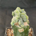 Myrtillocactus geometrizans  crestada “CV.ELITE” forma minima INJERTADO