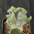 Myrtillocactus geometrizans  crestada “CV.ELITE” forma minima INJERTADO