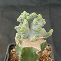 Myrtillocactus geometrizans  crestada “CV.ELITE” forma minima INJERTADO