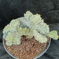 Myrtillocactus geometrizans  CV.ELITE FORMA MINIMA