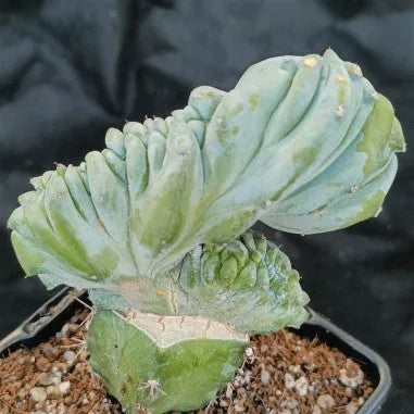 Myrtillocactus geometrizans  CV.ELITE FORMA MINIMA  INJERTADO