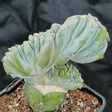 Myrtillocactus geometrizans  CV.ELITE FORMA MINIMA  INJERTADO