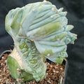 Myrtillocactus geometrizans  CV.ELITE FORMA MINIMA  INJERTADO