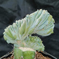 Myrtillocactus geometrizans  CV.ELITE FORMA MINIMA  INJERTADO