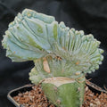Myrtillocactus geometrizans  CV.ELITE FORMA MINIMA  INJERTADO