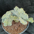 Myrtillocactus geometrizans  CV.ELITE FORMA MINIMA