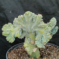 Myrtillocactus geometrizans  CV.ELITE FORMA MINIMA