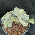Myrtillocactus geometrizans  CV.ELITE FORMA MINIMA