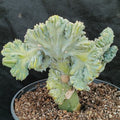 Myrtillocactus geometrizans  CV.ELITE FORMA MINIMA