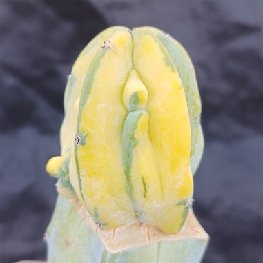 Myrtillocactus geometrizans VARIEGATED grafted