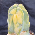 Myrtillocactus geometrizans VARIEGATA  injertado