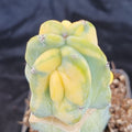 Myrtillocactus geometrizans VARIEGATA  injertado