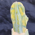 Myrtillocactus geometrizans VARIEGATA
