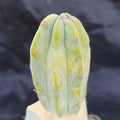 Myrtillocactus geometrizans VARIEGATA