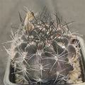 Neoporteria calderana