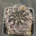 Neoporteria calderana