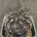 Neoporteria calderana