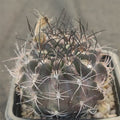 Neoporteria calderana