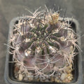 Neoporteria calderana