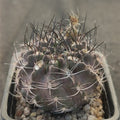 Neoporteria calderana