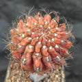 Neoporteria crispa HYBRIDA VARIEGATA