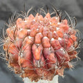 Neoporteria crispa HYBRIDA VARIEGATA