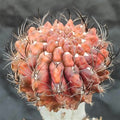 Neoporteria crispa HYBRIDA VARIEGATA