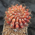Neoporteria crispa HYBRIDA VARIEGATA