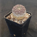 Neoporteria napina