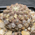 Neoporteria napina