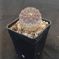 Neoporteria napina