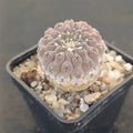 Neoporteria napina
