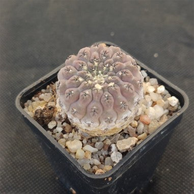 Neoporteria napina