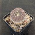 Neoporteria napina