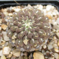 Neoporteria napina
