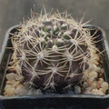 Neoporteria subgibosa var. nigrihorrida