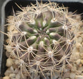 Neoporteria subgibbosa var. nigrihorrida