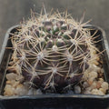 Neoporteria subgibosa var. nigrihorrida
