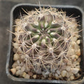 Neoporteria subgibosa var. nigrihorrida