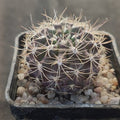 Neoporteria subgibosa var. nigrihorrida