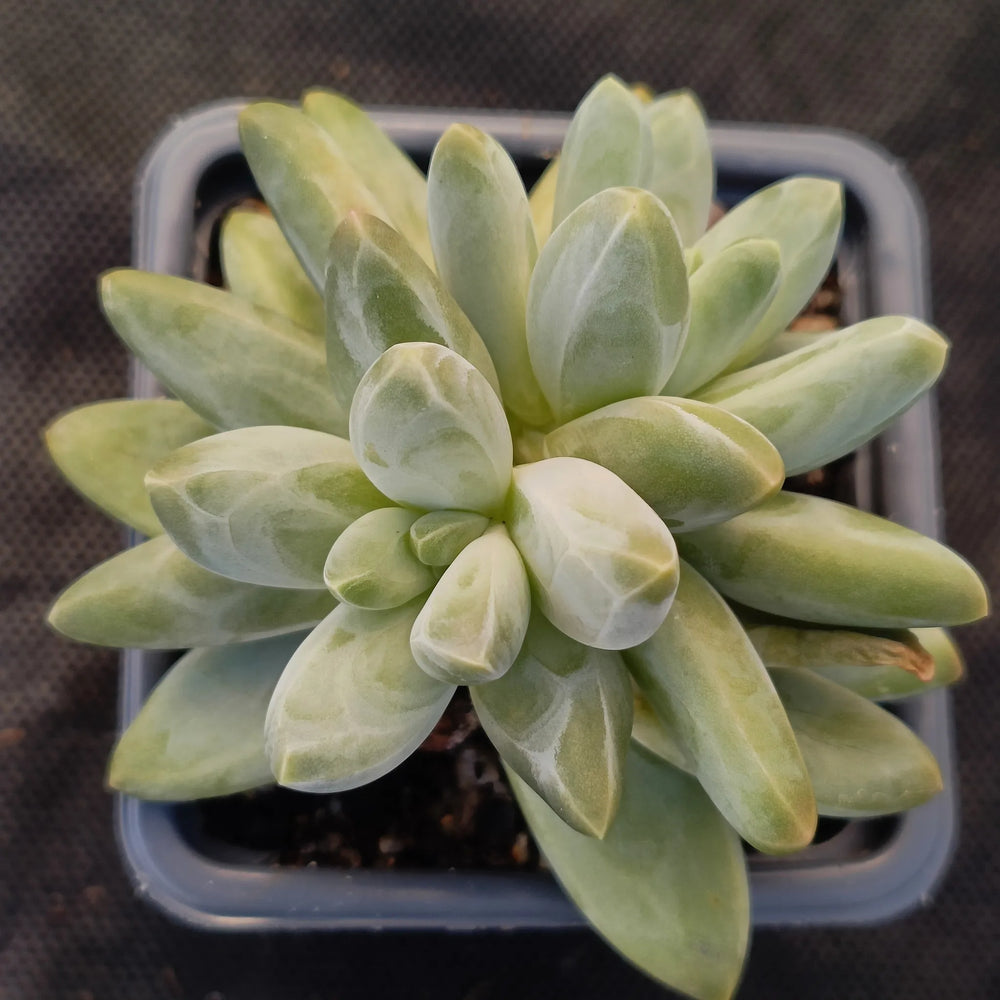 Pachyphytum Compactum x Echeveria Colorata