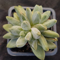 Pachyphytum Compactum x Echeveria Colorata